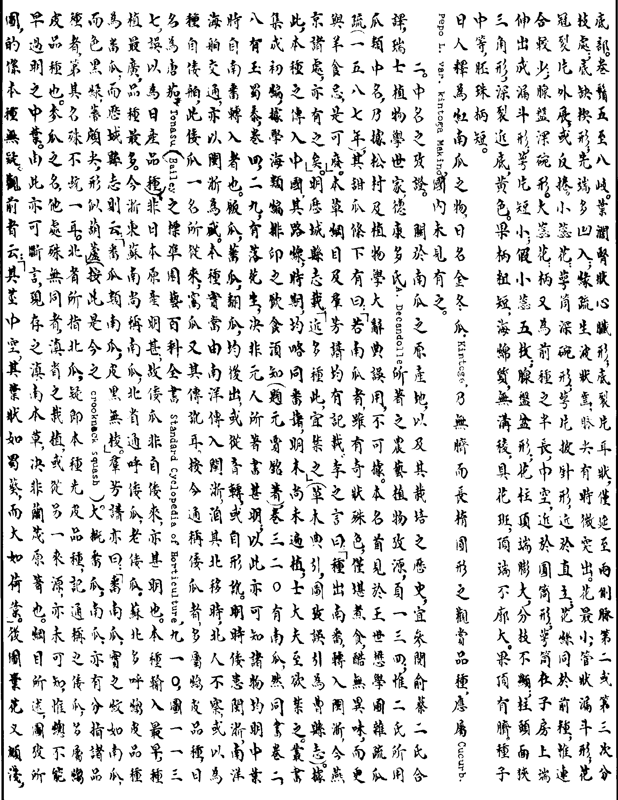 南瓜